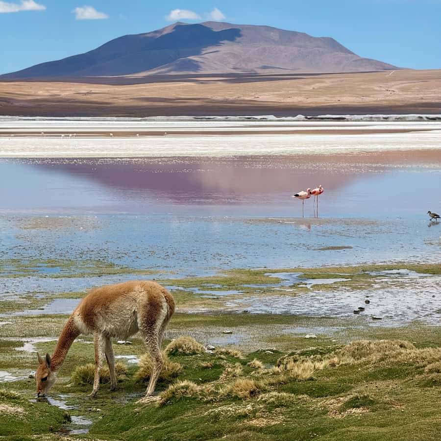 San Pedro de Atacama: 3 D. Tour Uyuni and Back to San Pedro - FAQ