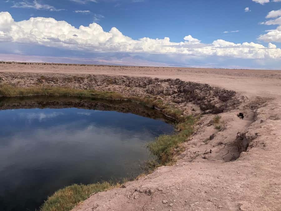 San Pedro de Atacama: Cejar Lagoon, Tebenquiche & Ojos Salar - Key points to know before you book