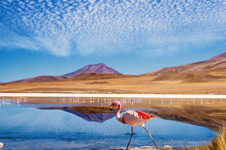 San Pedro de Atacama Day Trip: Atacama Desert and Salt Flats - A full day of Atacama in seven hours