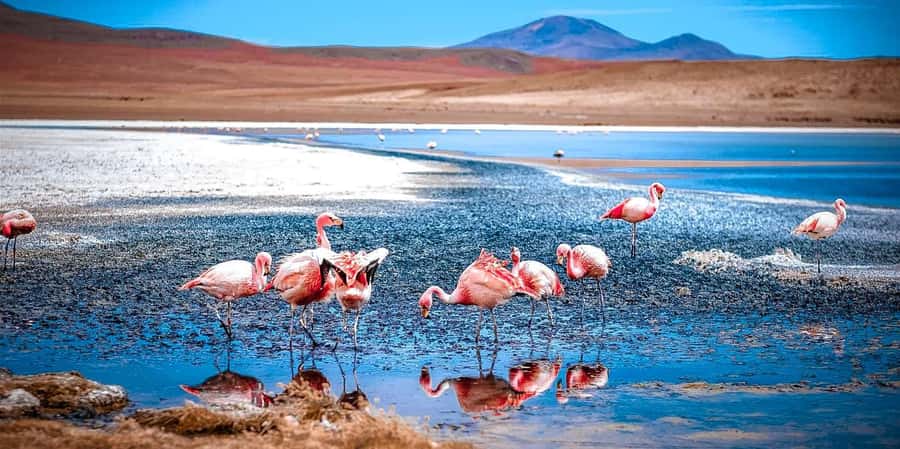 San Pedro de Atacama Day Trip: Atacama Desert and Salt Flats - Quepiacó River and the desert’s living edge