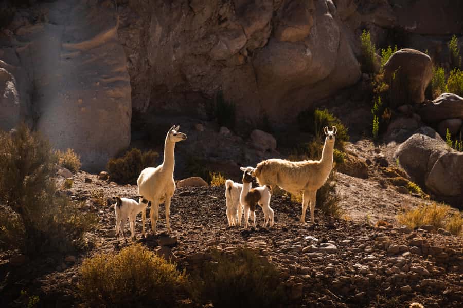 San Pedro de Atacama: Rainbow Valley & Hierbas Buenas Tour - Key points to know before you book