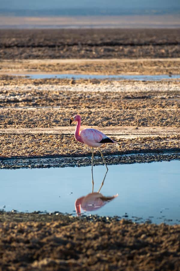 San Pedro de Atacama: Red Rocks & Altiplano Lagoons Day Trip - What the guides add to the day