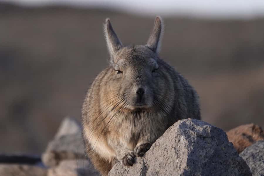 San Pedro de Atacama: Wildlife Safari and Photography Tour - Why this is more than a scenic drive
