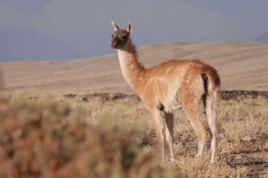 San Pedro de Atacama: Wildlife Safari and Photography Tour - Machuca wetlands and a short bird walk