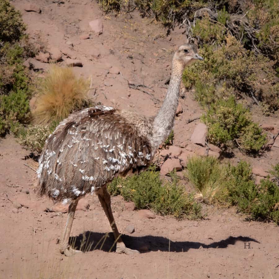 San Pedro de Atacama: Wildlife Safari and Photography Tour - Machuca Village and the road to Putana