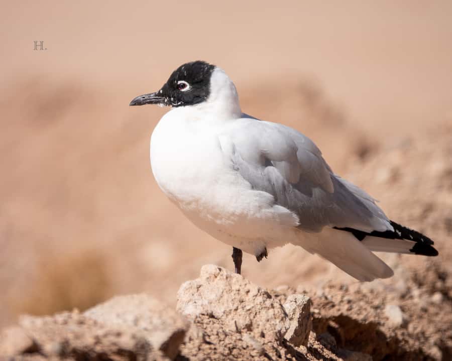 San Pedro de Atacama: Wildlife Safari and Photography Tour - The value of binoculars, scopes, and a phone adaptor