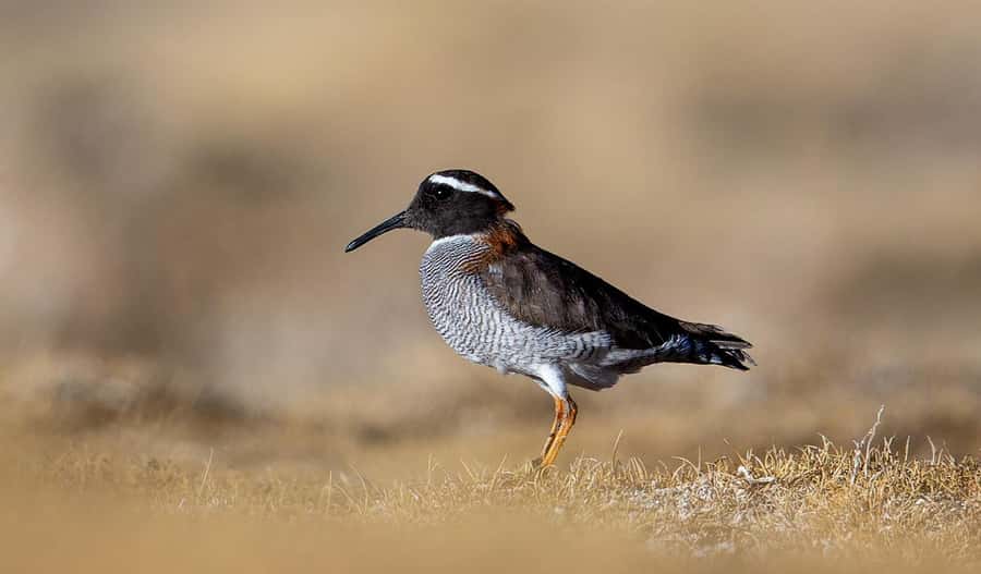 San Pedro de Atacama: Wildlife Safari and Photography Tour - Is $145 per person fair?