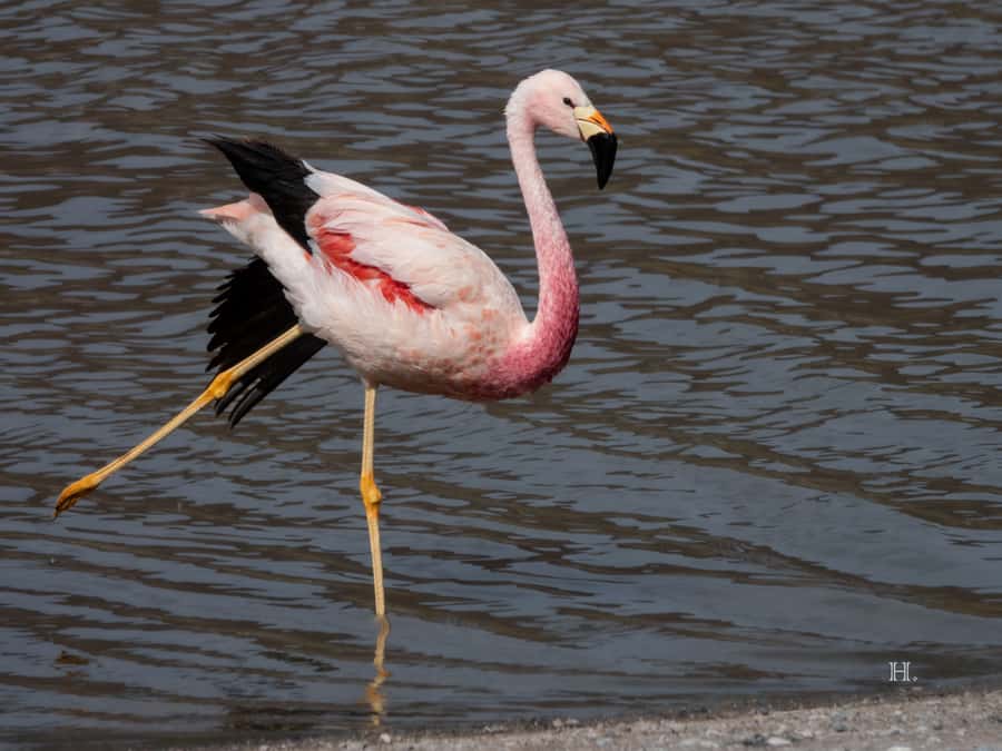 San Pedro de Atacama: Wildlife Safari and Photography Tour - The 45-minute ride to Quirquincho Pass