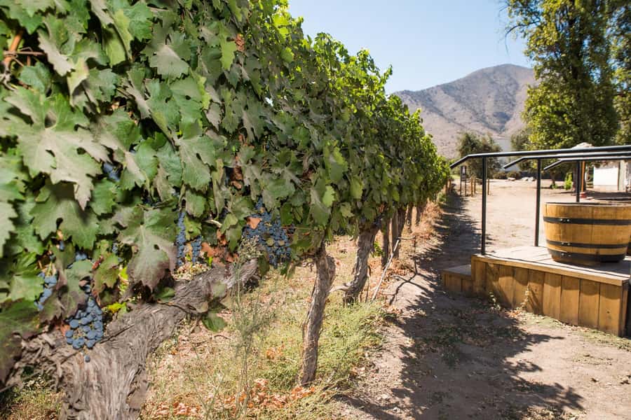 Santa Rita: Tour + Premium Wine Tasting + Private Transport - Is $184 per person a fair price?