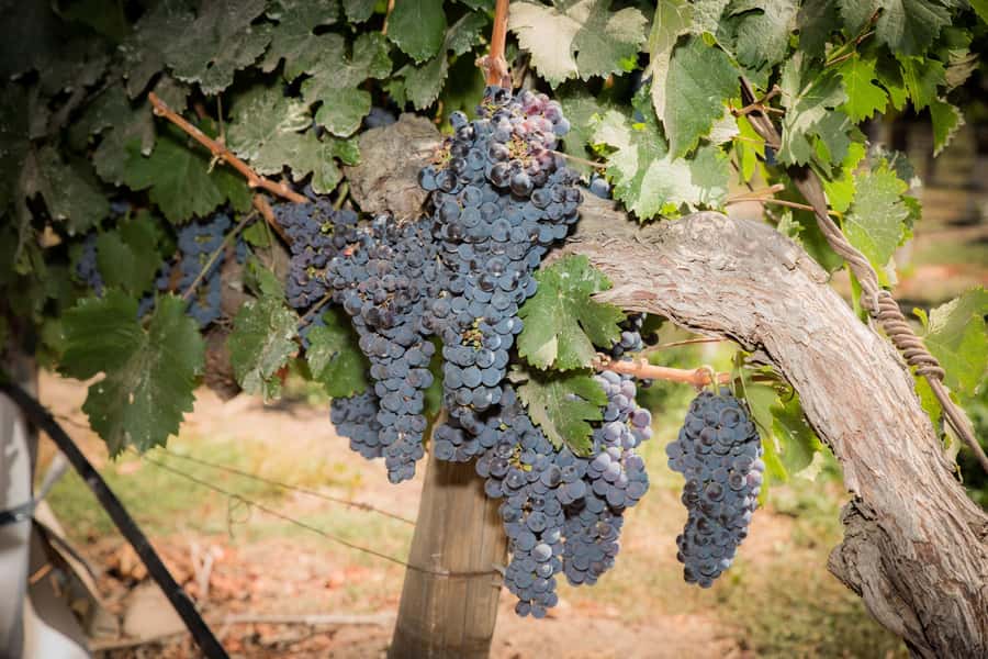 Santa Rita: Tour + Premium Wine Tasting + Private Transport - Santa Rita’s old cellars and elegant grounds