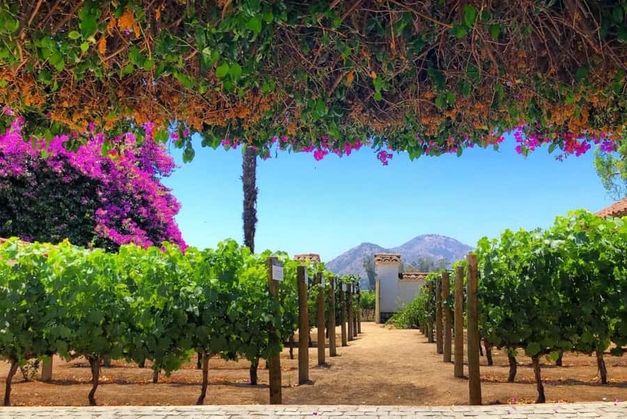 Santa Rita Vineyard Tour: History, Wine, and Outdoor Picnic - Key points to know before booking