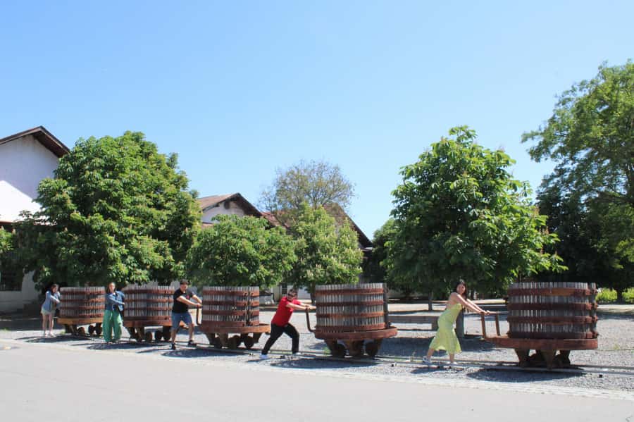 Santa Rita Vineyard Tour: History, Wine, and Outdoor Picnic - From vineyard work to the bottle
