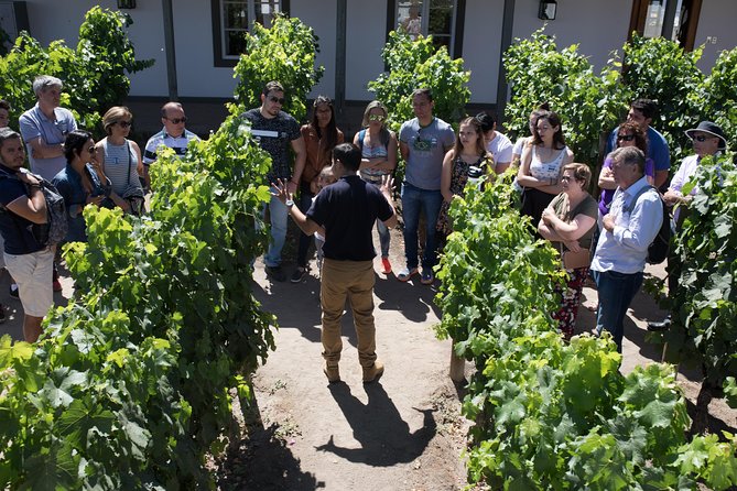 Santa Rita Winery Selection Tour - Inside the Cal y Canto and Patriots’ cellars