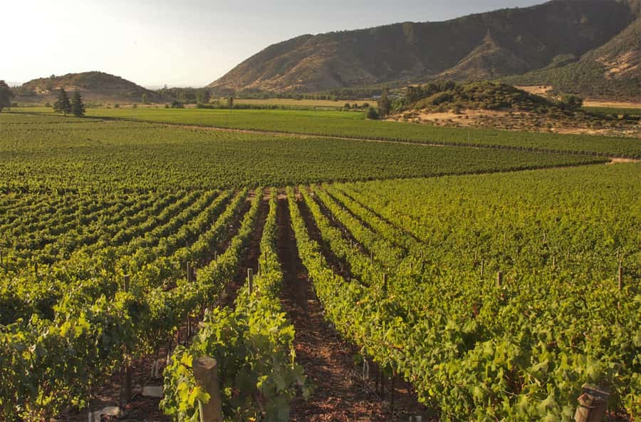 Santiago: Concha y Toro and Undurraga Vineyards Tour - Two Chilean wineries, two different moods