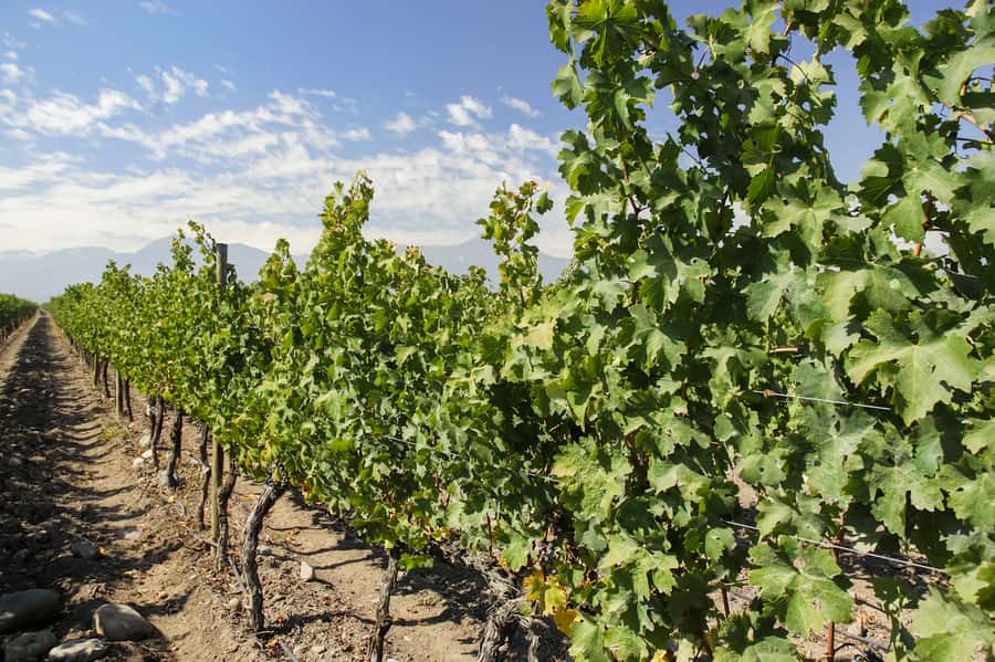 Santiago: Concha y Toro and Undurraga Vineyards Tour - The transport question deserves attention