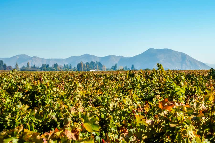 Santiago: Concha y Toro Winery 4–Hour Tour & Sommelier Class - Four premium wines, cheese, and the sommelier class