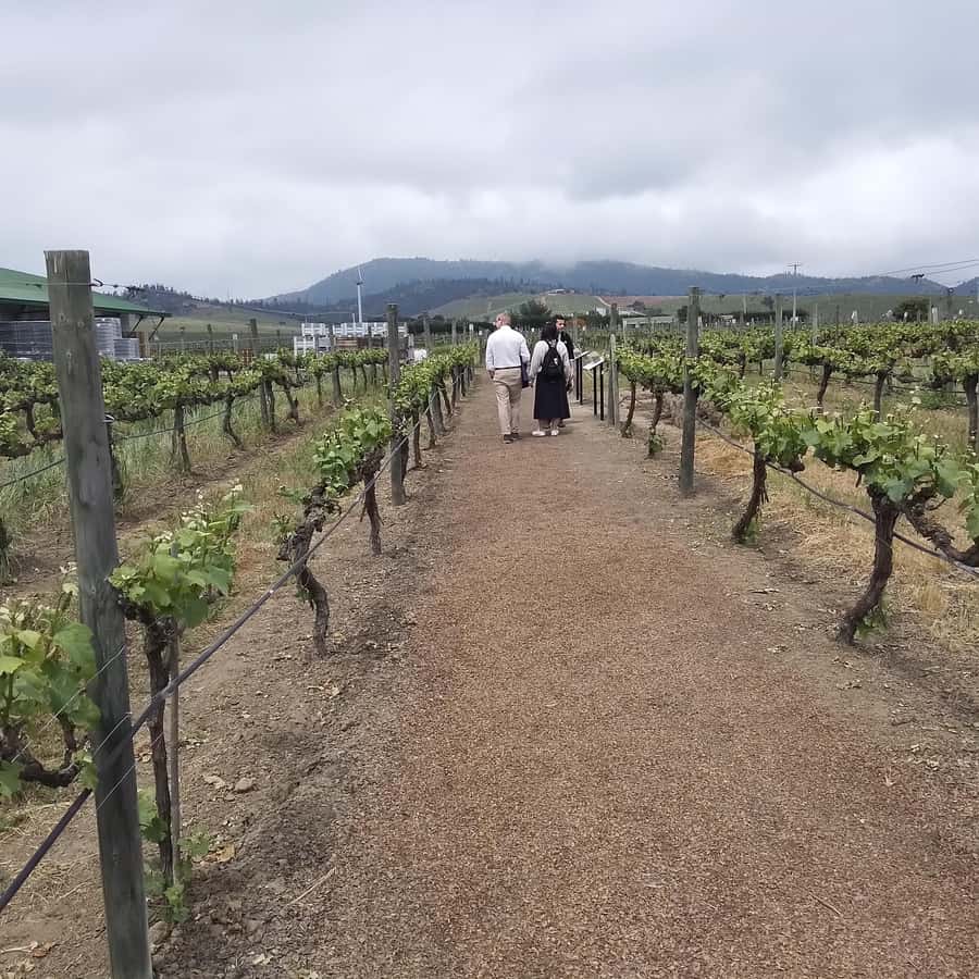 Santiago: Cousiño Macul Vineyard Premium Tasting Tour - Is the $70 Price Fair?