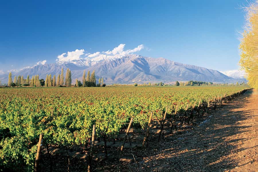 Santiago: Main Chilean Wineries Private Half-Day Tours - Key points to know before booking
