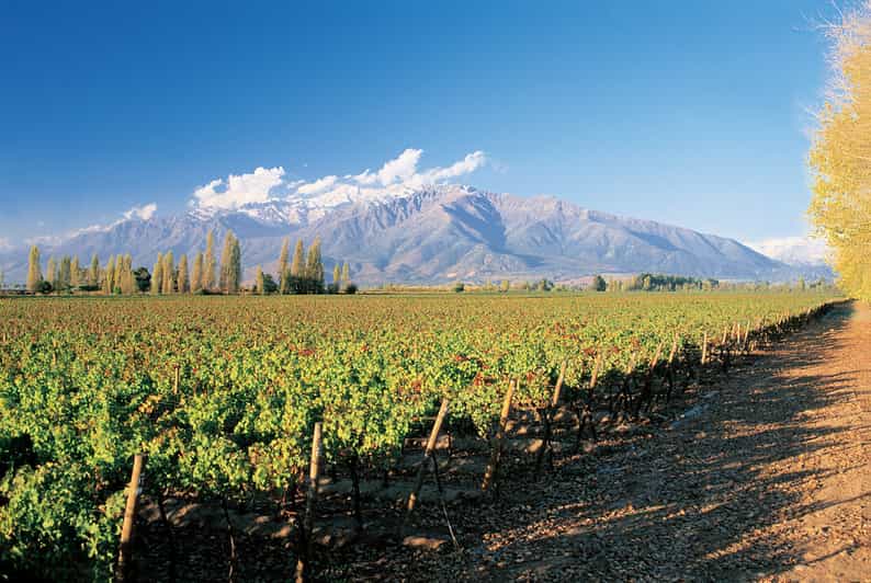 Santiago: Main Chilean Wineries Private Half-Day Tours - Who should book this experience?