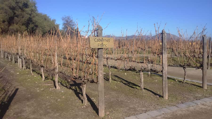 Santiago: Main Chilean Wineries Private Half-Day Tours - Cousiño Macul: old cellar methods and newer equipment