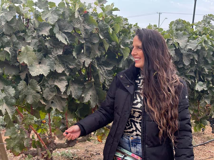 Santiago: Maipo Valley Wine Tasting Tour with 4 Vineyards - Santa Ema: a shorter tasting at a polished winery
