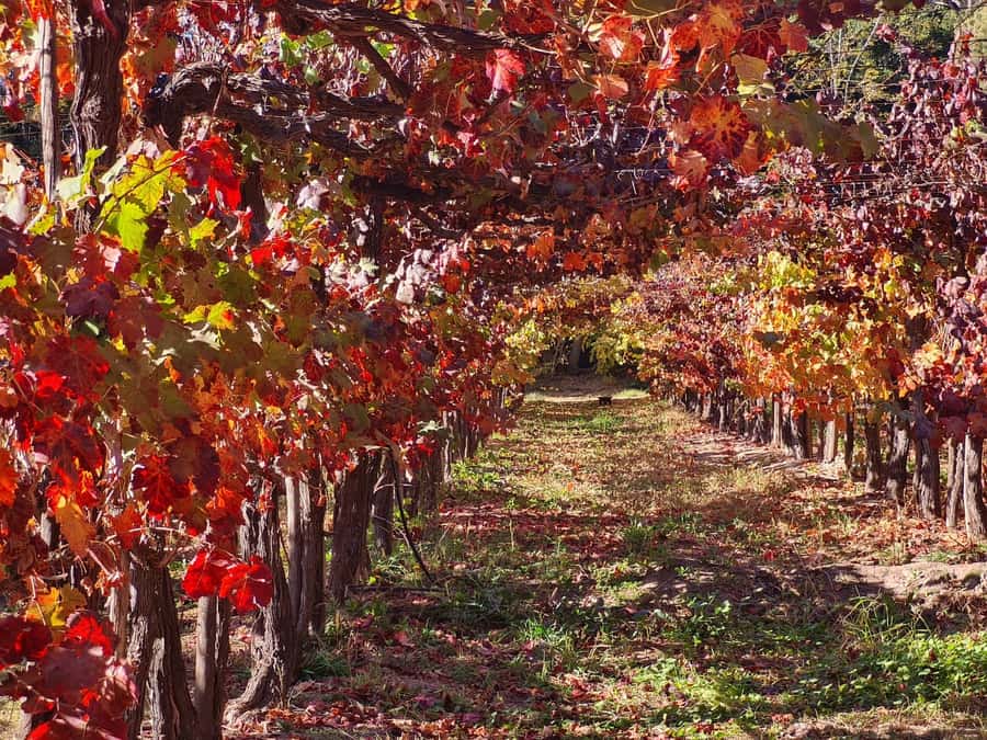 Santiago: Maipo Valley Wine Tasting Tour with 4 Vineyards - How much wine will you taste?