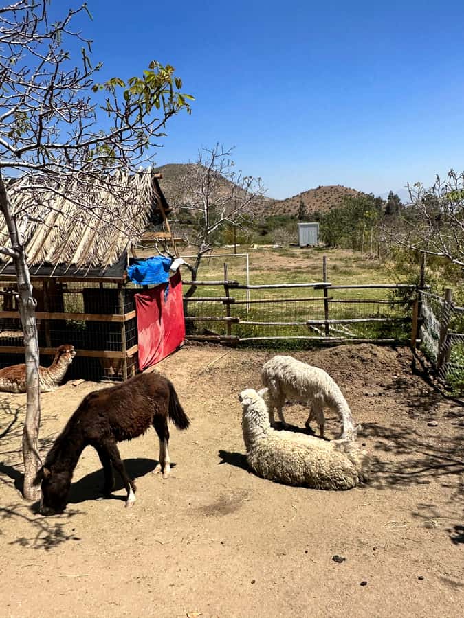 Santiago: Portillo and Laguna del Inca Day Trip with Picnic - Laguna del Inca and the best views of the day
