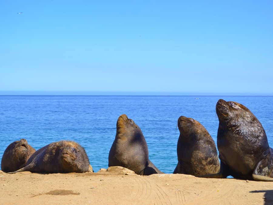 Santiago: Viña del Mar, Valparaiso & Casablanca Valley Tour - What the $63 price really buys you