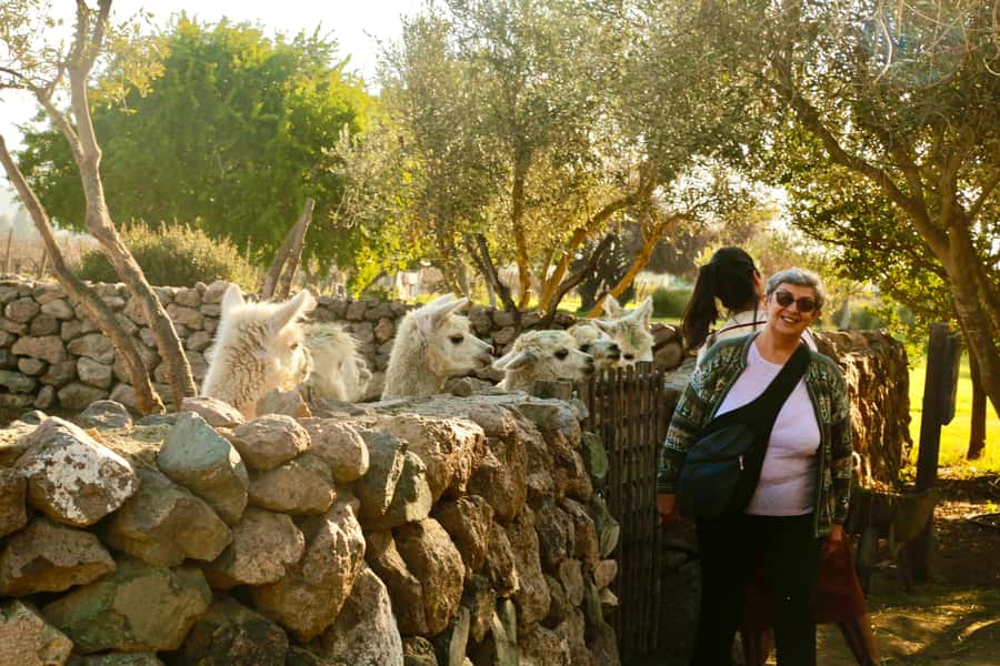 Santiago: Viña del Mar, Valparaiso, with Wine Tasting - The Valparaiso walk: murals, funiculars, and hills