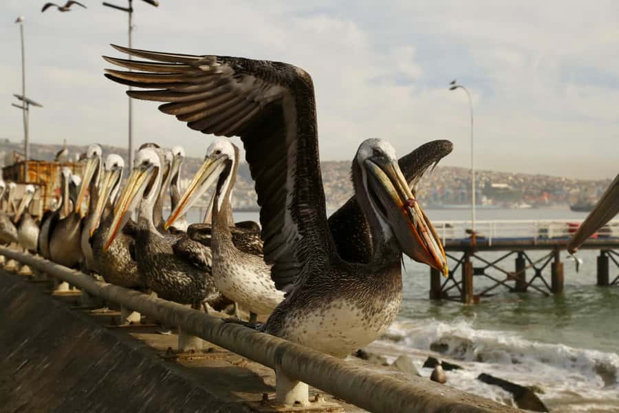 Santiago: Viña del Mar, Valparaiso, with Wine Tasting - Transportation and the long-day rhythm