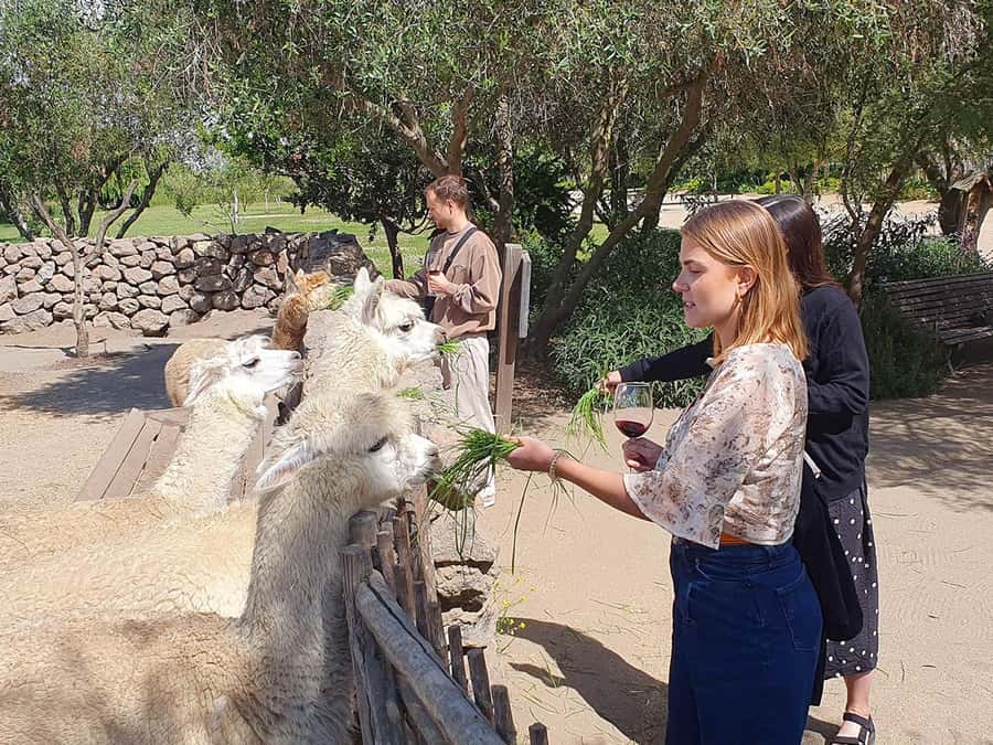 Santiago: World-class Wines, Visit to 4 Vineyards and Tanino - Bodegas RE, the most individual stop