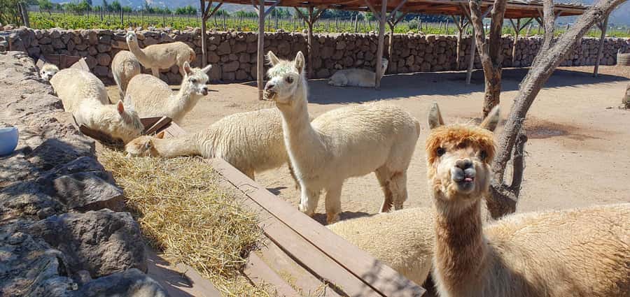 Santiago: World-class Wines, Visit to 4 Vineyards and Tanino - What the $149 price really covers