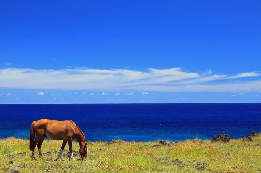 Terevaka Horse Excursion: The highest point and 360° view. - Key points to know before booking