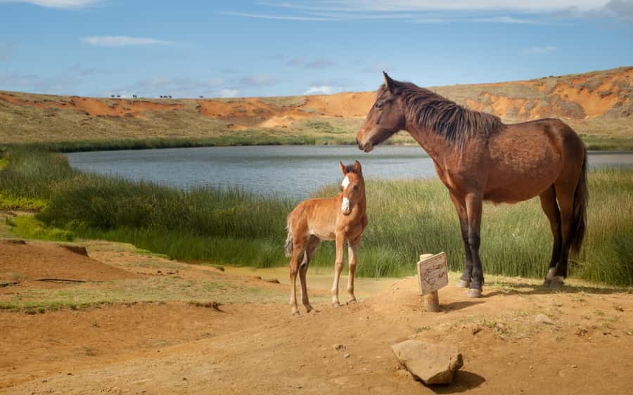 Terevaka Horse Excursion: The highest point and 360° view. - Should you book the Terevaka Horse Excursion?