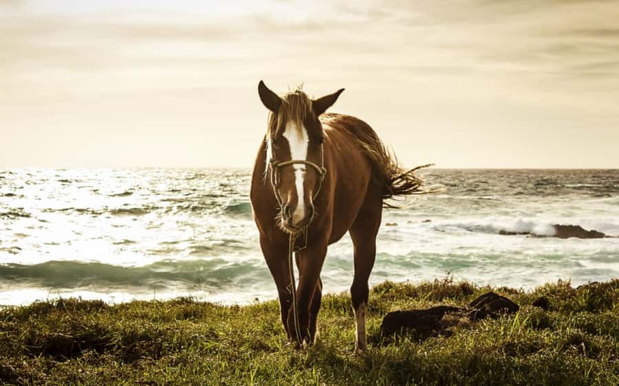 Terevaka Horse Excursion: The highest point and 360° view. - The picnic question: bring your own food