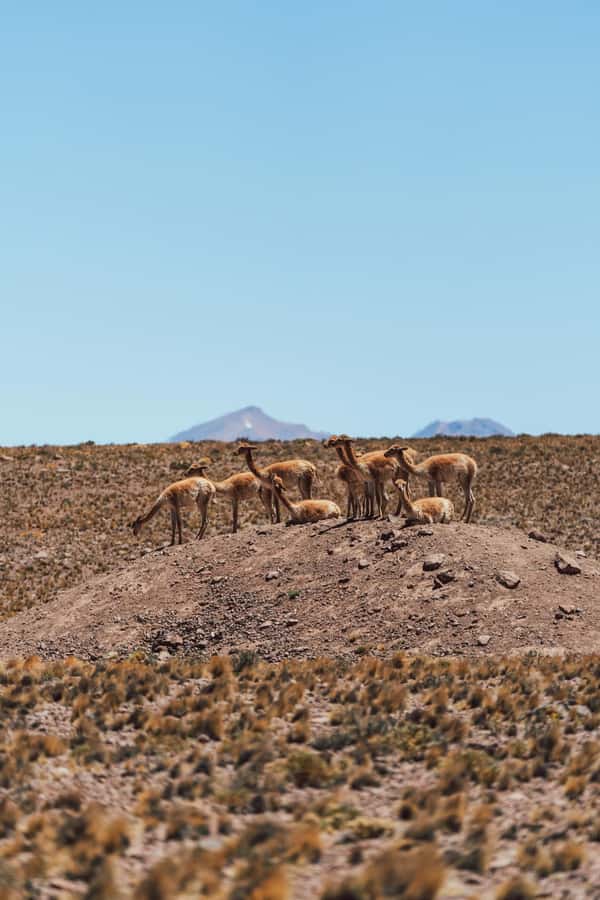 Triple tour: Red stones, highland lagoons and Chaxa Lagoon - Socaire, adobe buildings, and a local view