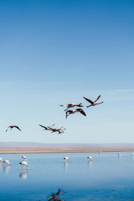 Triple tour: Red stones, highland lagoons and Chaxa Lagoon - Miscanti and Miñiques, water below the volcanoes