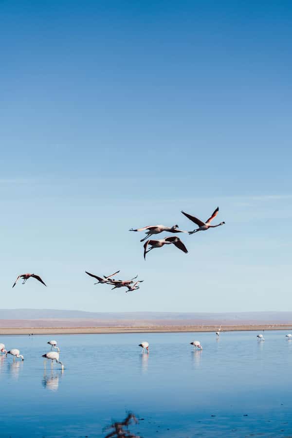 Triple tour: Red stones, highland lagoons and Chaxa Lagoon - Chaxa Lagoon and the flamingo reserve