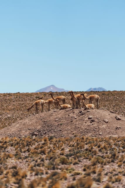 Triple tour: Red stones, highland lagoons and Chaxa Lagoon - The long return and what the day feels like