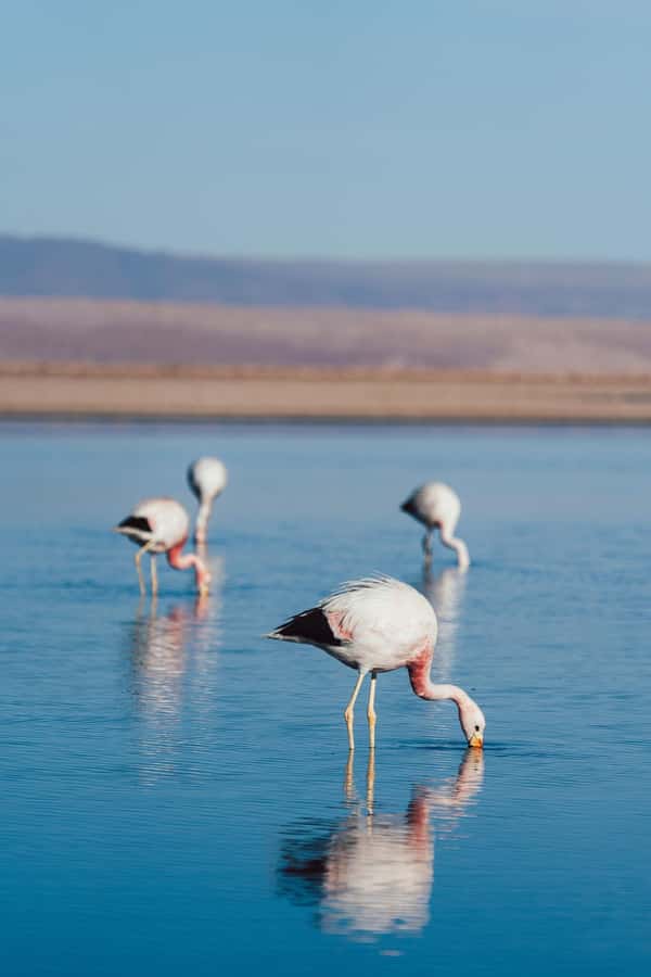 Triple tour: Red stones, highland lagoons and Chaxa Lagoon - The early ride from San Pedro to breakfast