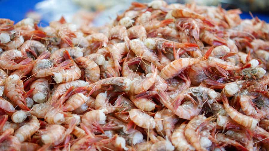 Valparaiso Port and Viña del Mar, Wine tasting in Casablanca - What the $79 price really covers