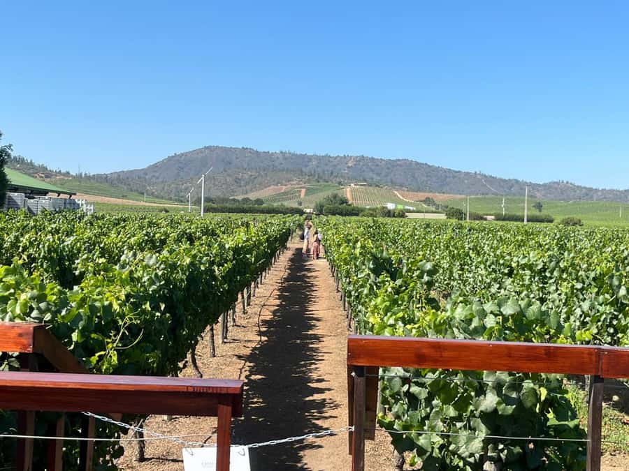 Valparaíso to Casablanca: wine tour with premium tasting and transportation - Key points at a glance