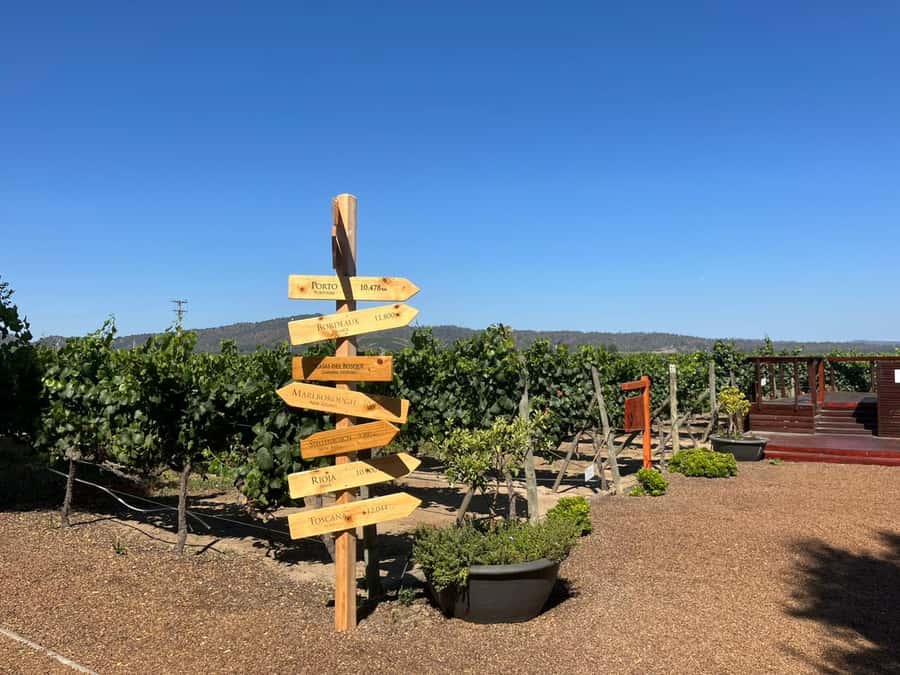 Valparaíso to Casablanca: wine tour with premium tasting and transportation - Pickup that adapts to your plans