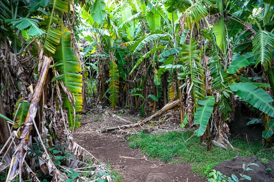 Volcanic Refuges: Excursion to Underground Civilization - Why Ana Te Pahu is the heart of the experience
