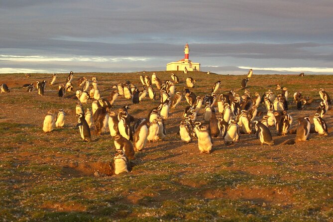 Walk alongside Penguins on Magdalene Island and navigate Marta Island - The early start in central Punta Arenas