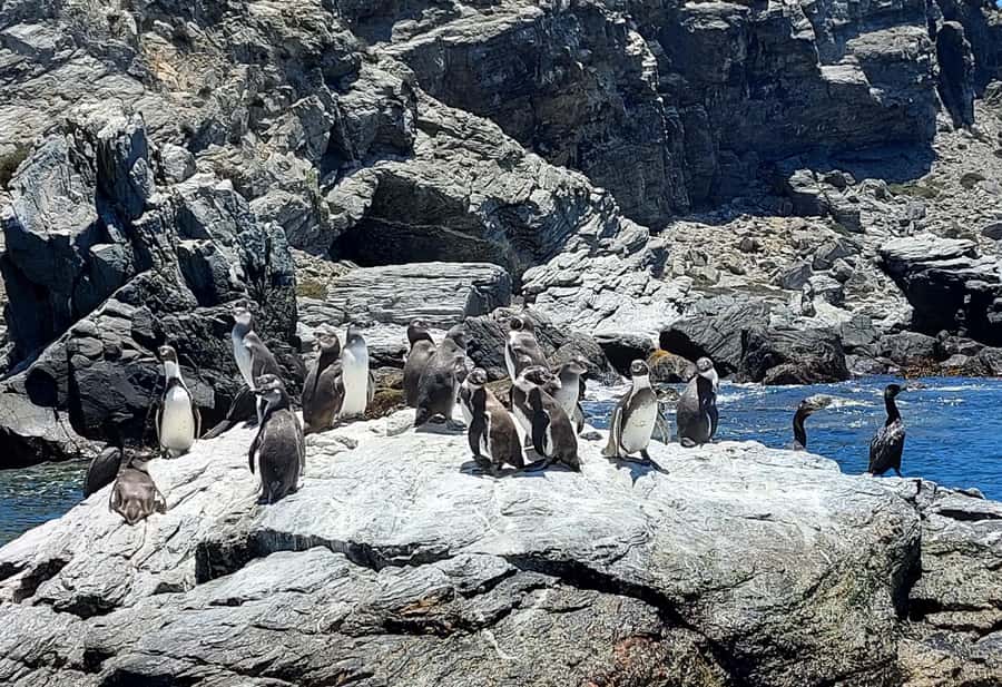 Whales & Humboldt Penguins: Chañaral or Damas island hiking - Quebrada de los Choros and the wildlife before the boat