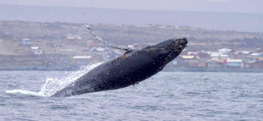 Whales & Humboldt Penguins: Chañaral or Damas island hiking - Conditions, clothing, and realistic wildlife hopes