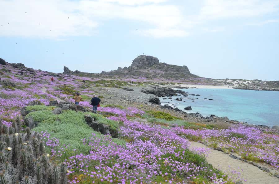 Whales & Humboldt Penguins: Chañaral or Damas island hiking - Caleta Los Hornos and La Higuera